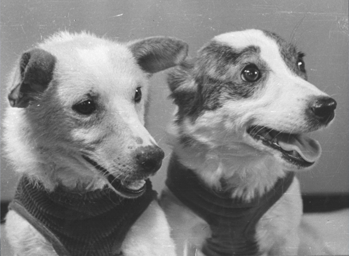 Белка и Стрелка — первые путешественники после возвращения из космоса